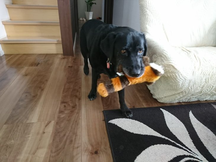   【郡山市】ペットの為の床リフォーム（望月）